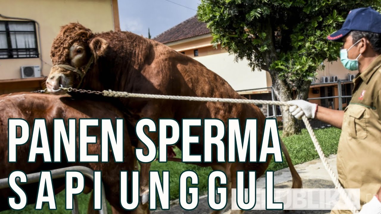 Pengambilan Semen Beku Sapi Balai Inseminasi Buatan Lembang.jpg